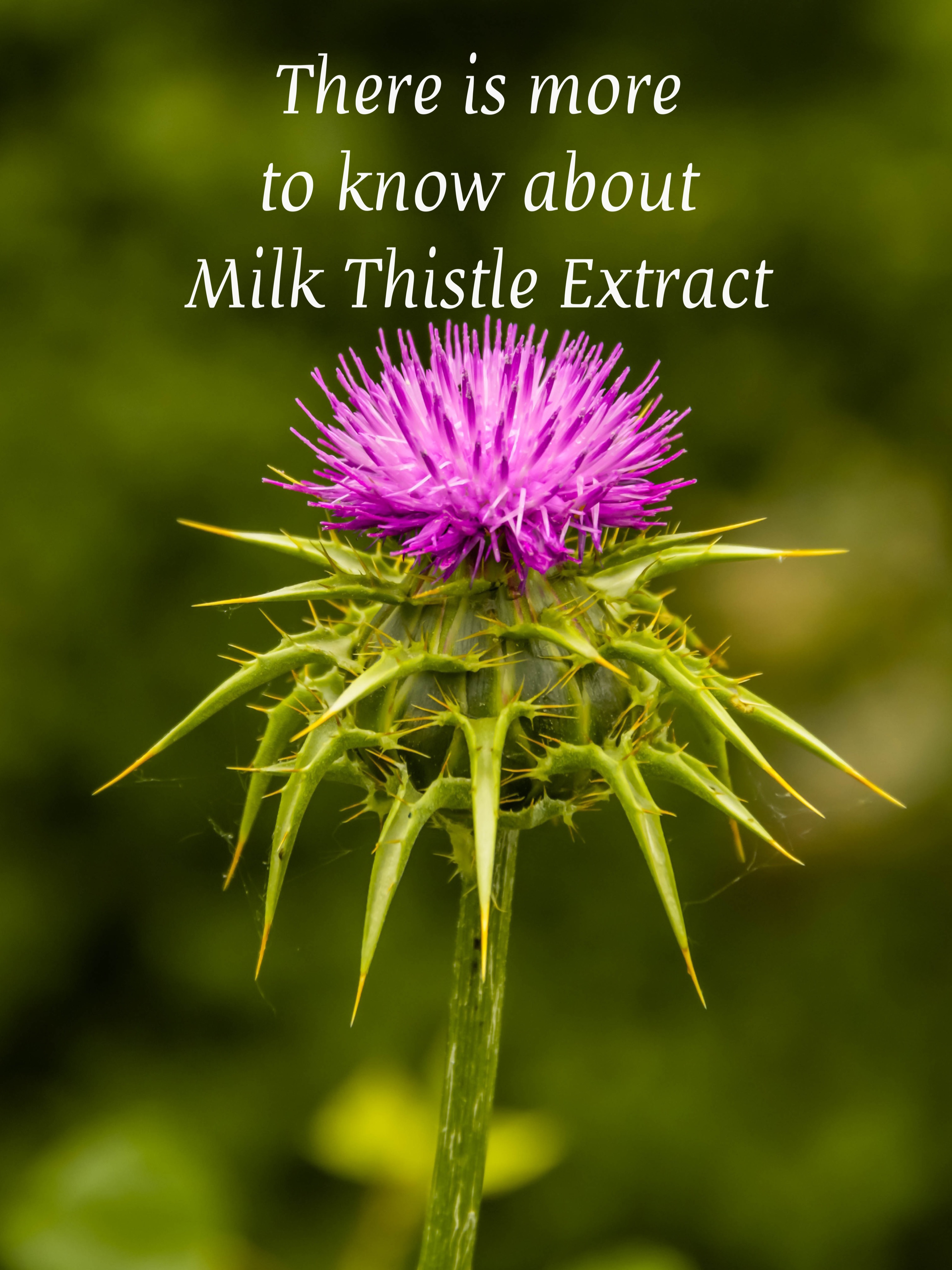 Benefits of Milk Thistle Extract