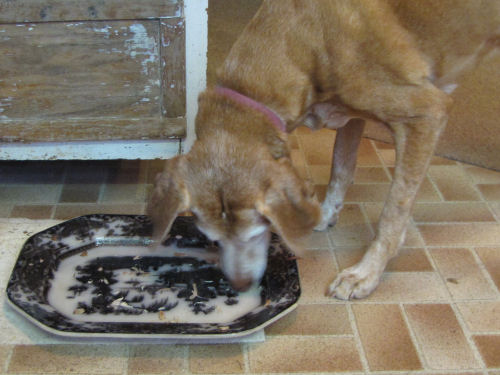 Dog licking platter