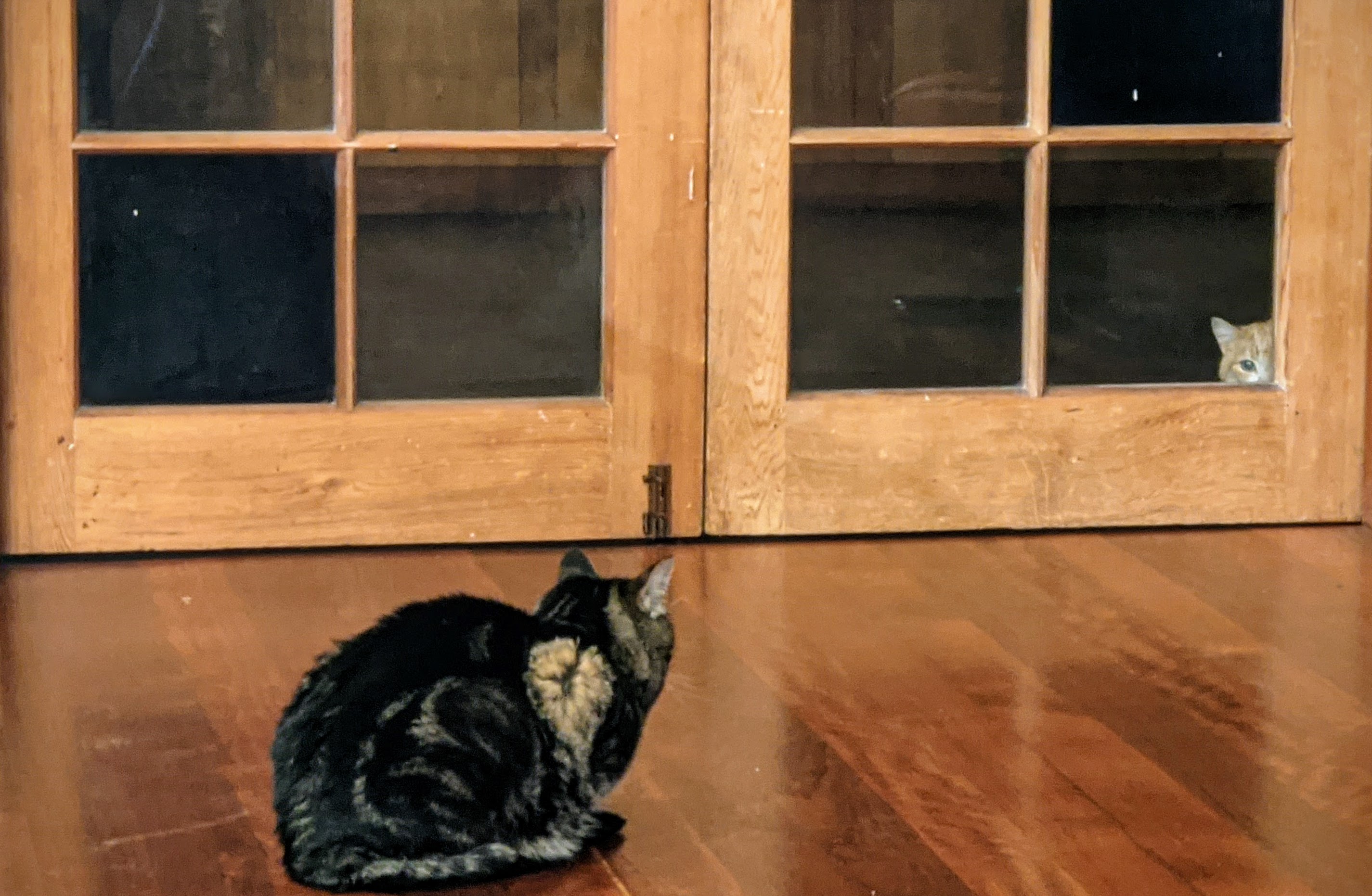 Cat peers nervously at a new cat through some glass doors