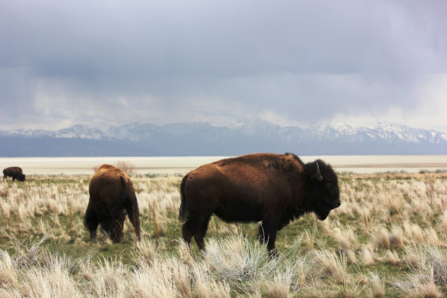 bison on Antelope Island, Utah