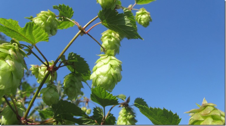 Hopfen Himmel