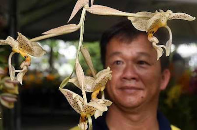 South American breed:Sin admiring his Stanhopea Jenishiana blooms.