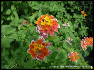 butterfly bush