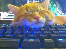 Funny cats - part 79 (35 pics + 10 gifs), cat sleeps on keyboard