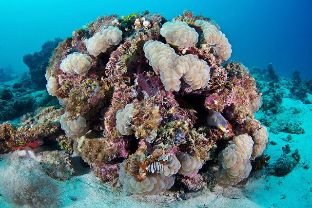 Plerogyra sinuosa (пузырьковый коралл)