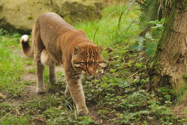 asian golden cat