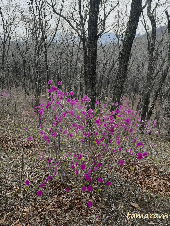 Рододендрон остроконечный (Rhododendron mucronulatum)