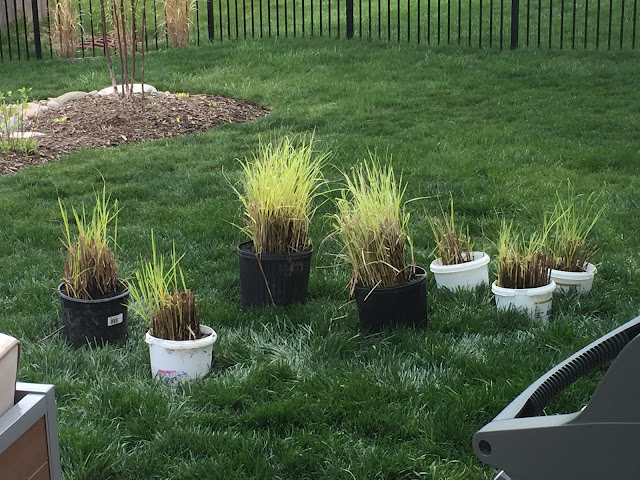 ornamental grass divided in buckets