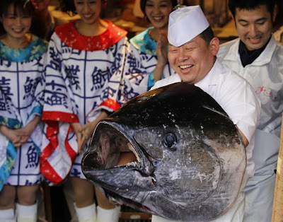 monster fish bluefin tuna