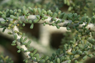 Ceraria namaquensis - Portulacaria namaquensis