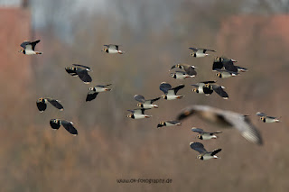 Naturfotografie Wildlifefotografie Lippeaue Olaf Kerber