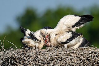 Wildlifefotografie Weißstorch Jungstörche Lippeaue Olaf Kerber