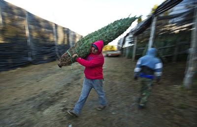 Cara Pokok Krismas Sebenar Di Hasilkan Di Carolina