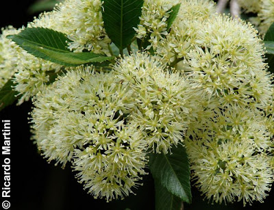 Caldcluvia paniculata