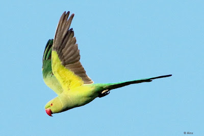 "Rose-ringed Parakeet - Psittacula krameri  in flight."
