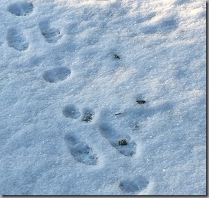 Snowshoe hare prints