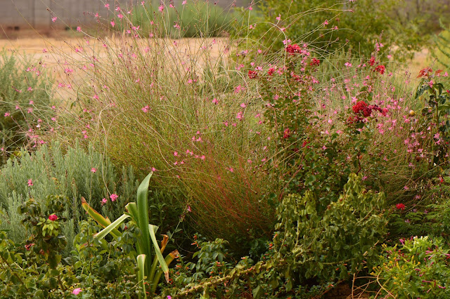 Gaura, oenothera, lindheimeri, pink, small sunny garden, amy myers, photography, desert garden, summer bloom, august