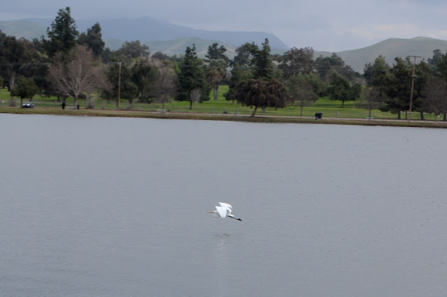 egret in flight