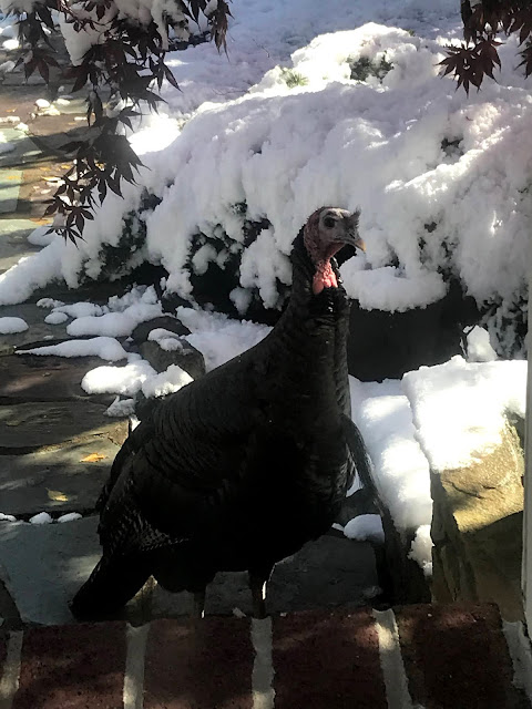 Turkey on the porch