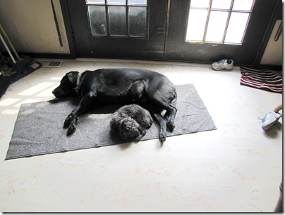 Rigg's&Sadie03-27-11a