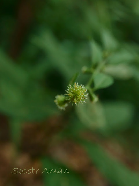 Aster verticillatus