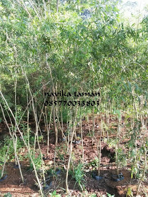 JUAL POHON LIANG LIU (willow) | JASA TUKANG TAMAN | SUPLIER TANAMAN HIAS