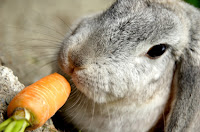 Healthy Natural Diet for Pet Rabbits