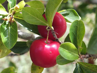 Peumo Phalsa Fruit Pictures