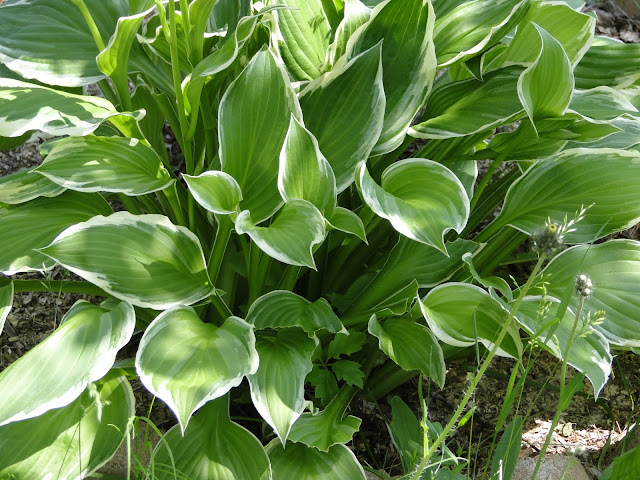 hosta leaves in garden The Camellia Thunder Bay