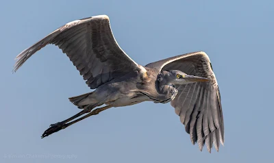 Grey Heron in Flight Table Bay Nature Reserve Woodbridge Island Milnerton Photo Vernon Chalmers