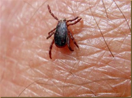 garrapata