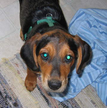 Black And Tan Hound. beagle/lack and tan hound