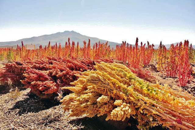 What is quinoa - types, healthy properties and it's benefits