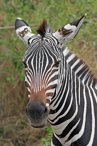 I saw plenty of zebra leopard and cheetah prints and numerous tattoos