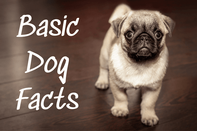 Basic Dog Facts Every Dog Lover Should Know