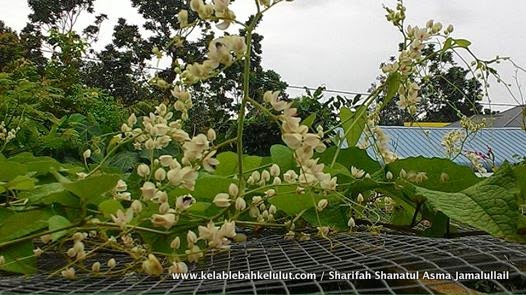 Madu Kelulut Anugerah Allah: POKOK AIR MATA PENGANTIN