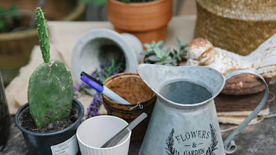 Plant types and care