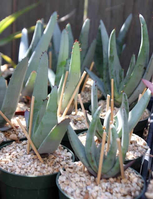 young Aloe petricola in small pots