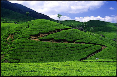 Best of Kerala Tours