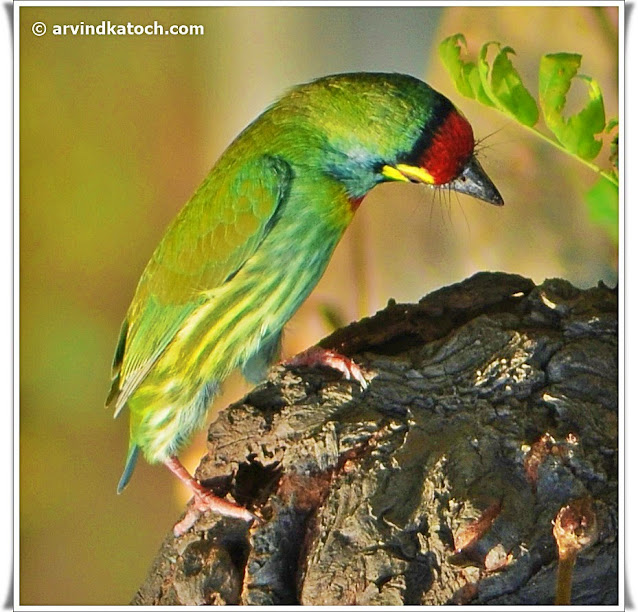 Coppersmith Barbet, Barbet,