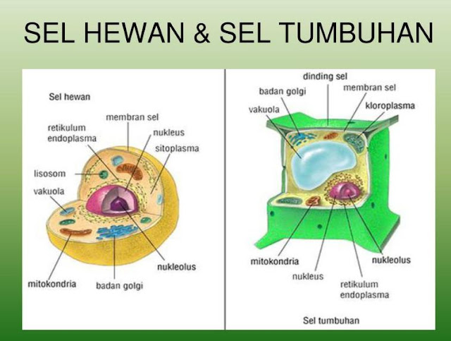 Daftar Tablet Murah Apa  Perbedaan  Sel Hewan  Dan  Sel Tumbuhan