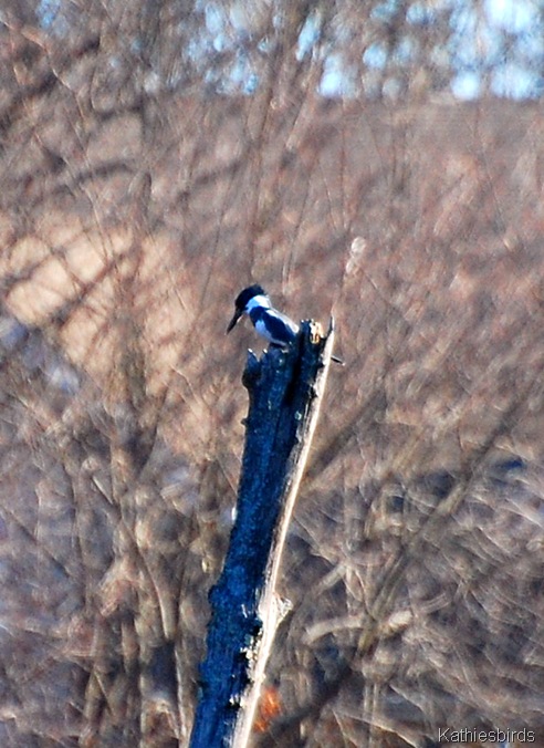2. kingfisher-kab