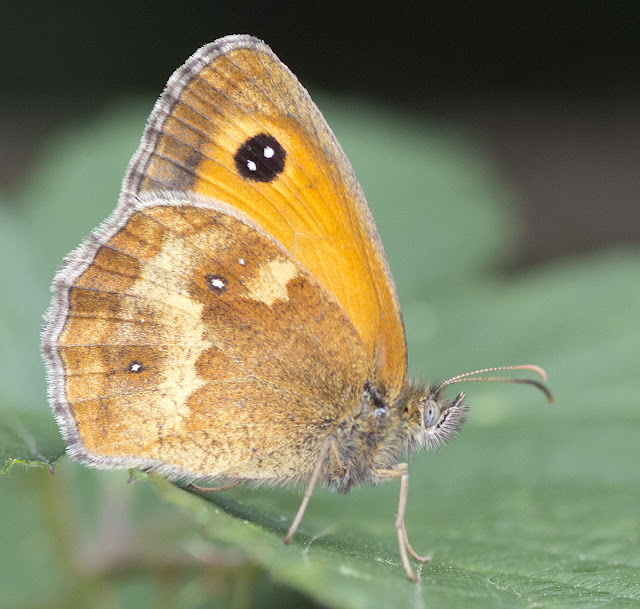 Gatekeeper butterfly, Pyronia tithonus.  West Wickham Common, 24 July 2011.