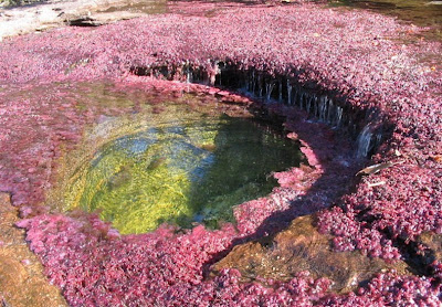 cano cristales 9%255B3%255D أجمل أنهار العالم ، نهر كانو كريستال ذو الألوان الخمسة في كولومبيا