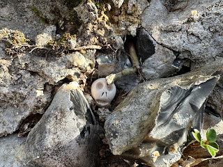 A close-up picture of a small ceramic skull (Skulferatu #111) sitting in a crumbling wall of stone, flint, and cement.  Photo by Kevin Nosferatu for the Skulferatu Project.Photo by Kevin Nosferatu for the Skulferatu Project.