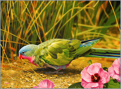beautiful-HD Birds wallpaper