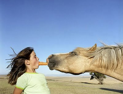 Horse play with woman and carrot