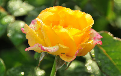 Rosas de colores  para el Día de las Madres I (10 fotos)