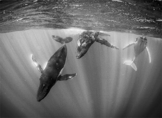 Humpback Whales in Sunlit Water