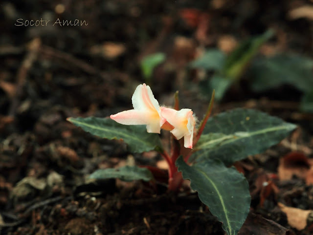 Goodyera biflora